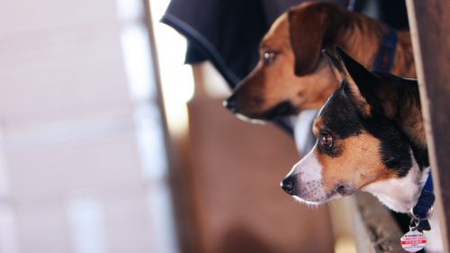 Cosmo and Enzo, the door dogs who live at the horse riding barn, look out from the sidelines to watch the practice