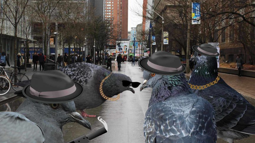 The Real Pigeons of Ryerson University. Photo: Sierra Bellmore