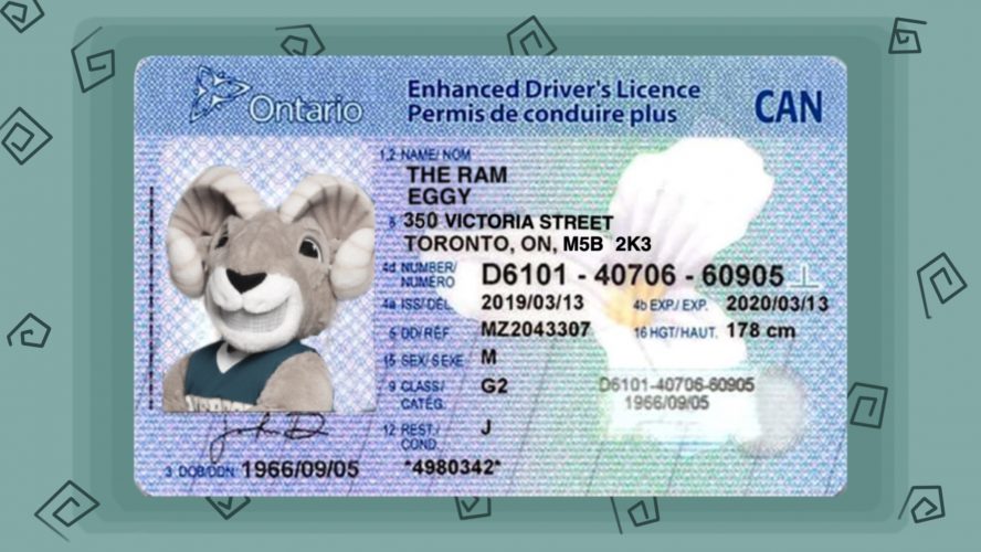 An Ontario drivers licence with a photo of Eggy the Ram.