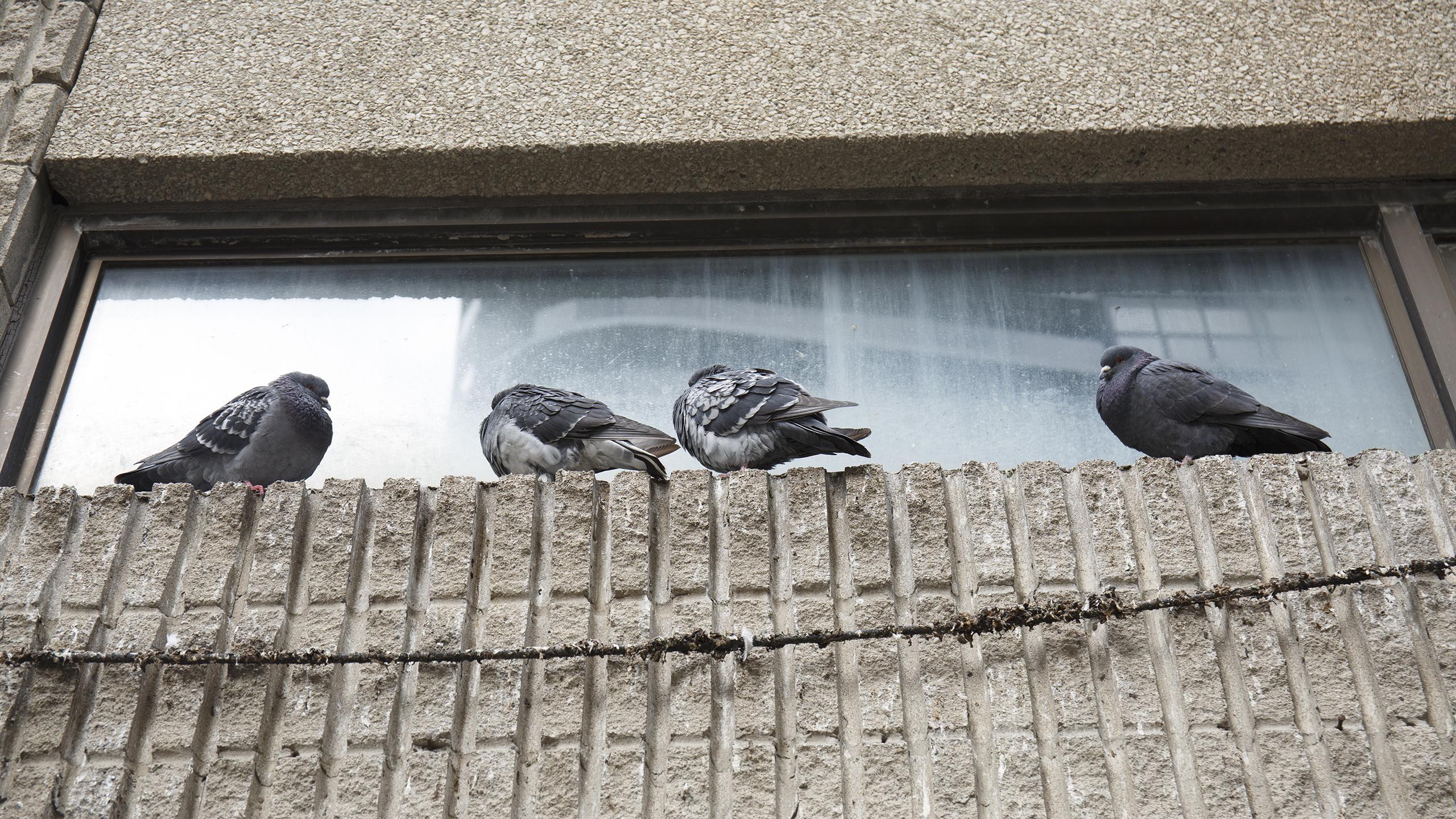 aesthic shot of pigeons on campus