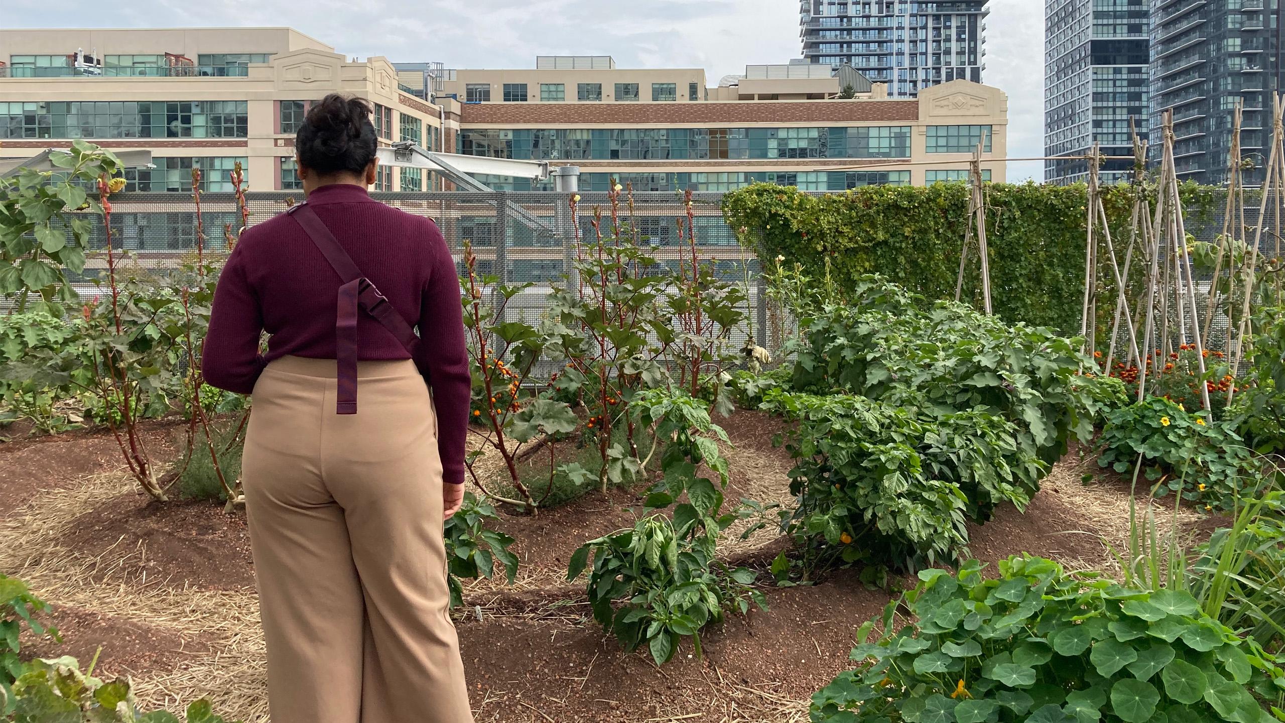 A women looking at plants on in the garden on top of the Daphne Cockwell Complex