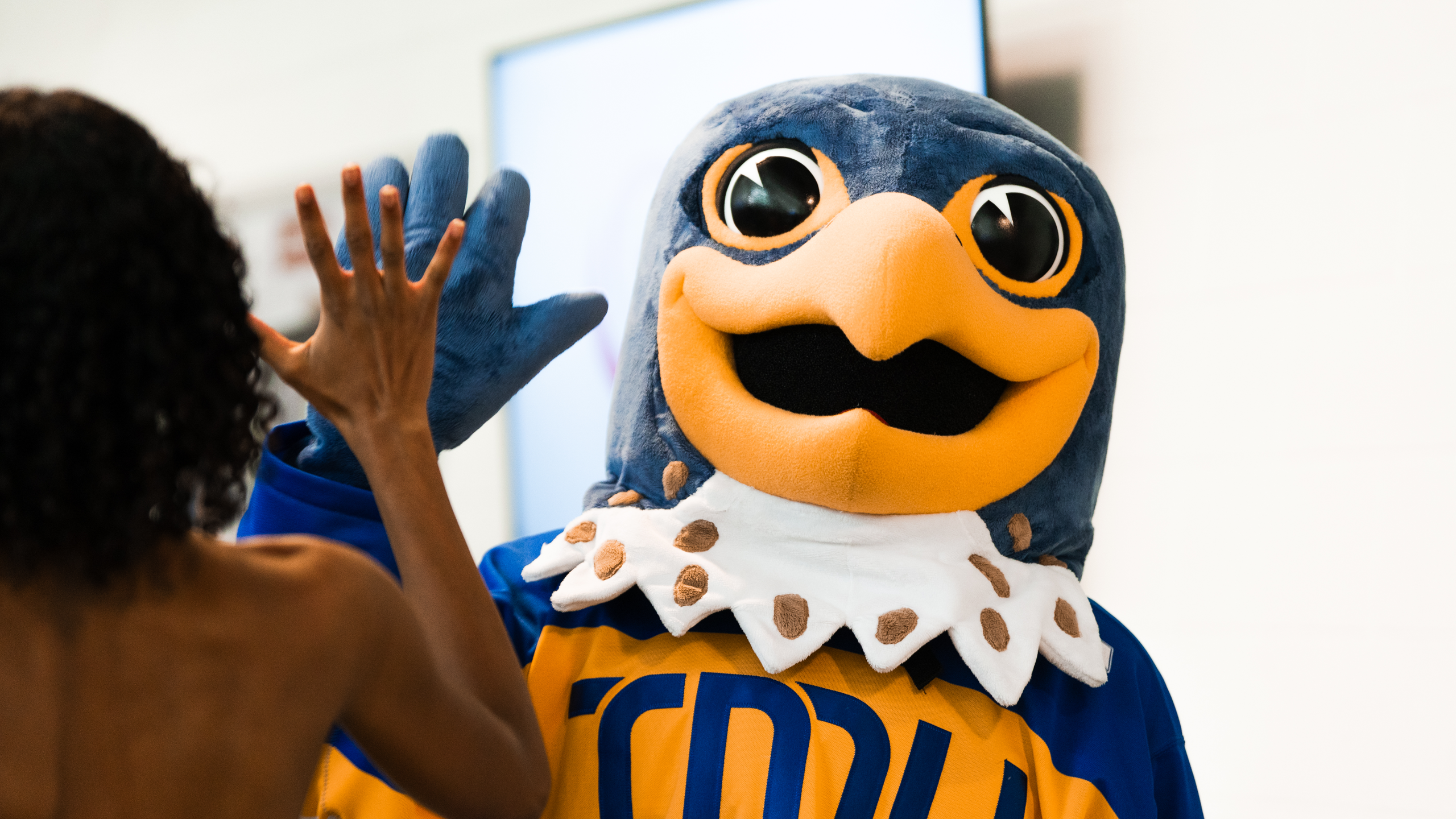 New TMU Bold mascot Frankie the Falcon high-fives a TMU student