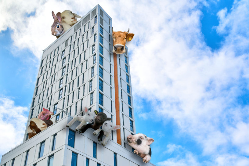 A photo outside of the Daphne Cockwell Complex (DCC) building during a bright, sunny day with a variety of barnyard animals edited on the rooftops.