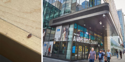 A split image of Ted Rogers School of Management and a photo of a bed bug.