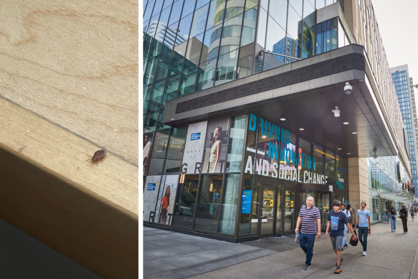 A split image of Ted Rogers School of Management and a photo of a bed bug.