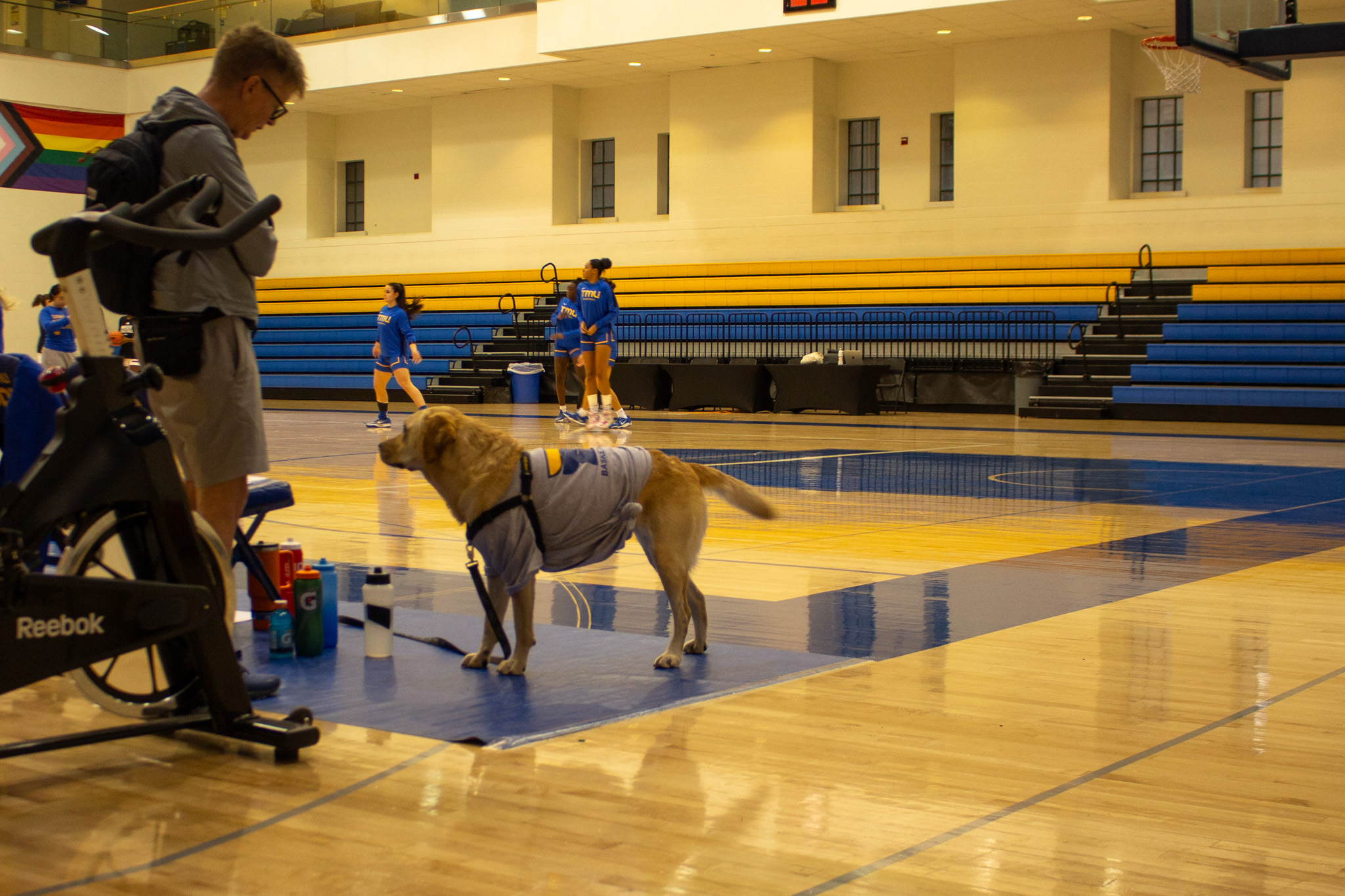 A dog wearing a TMU Bold shirt, the mascot of the team