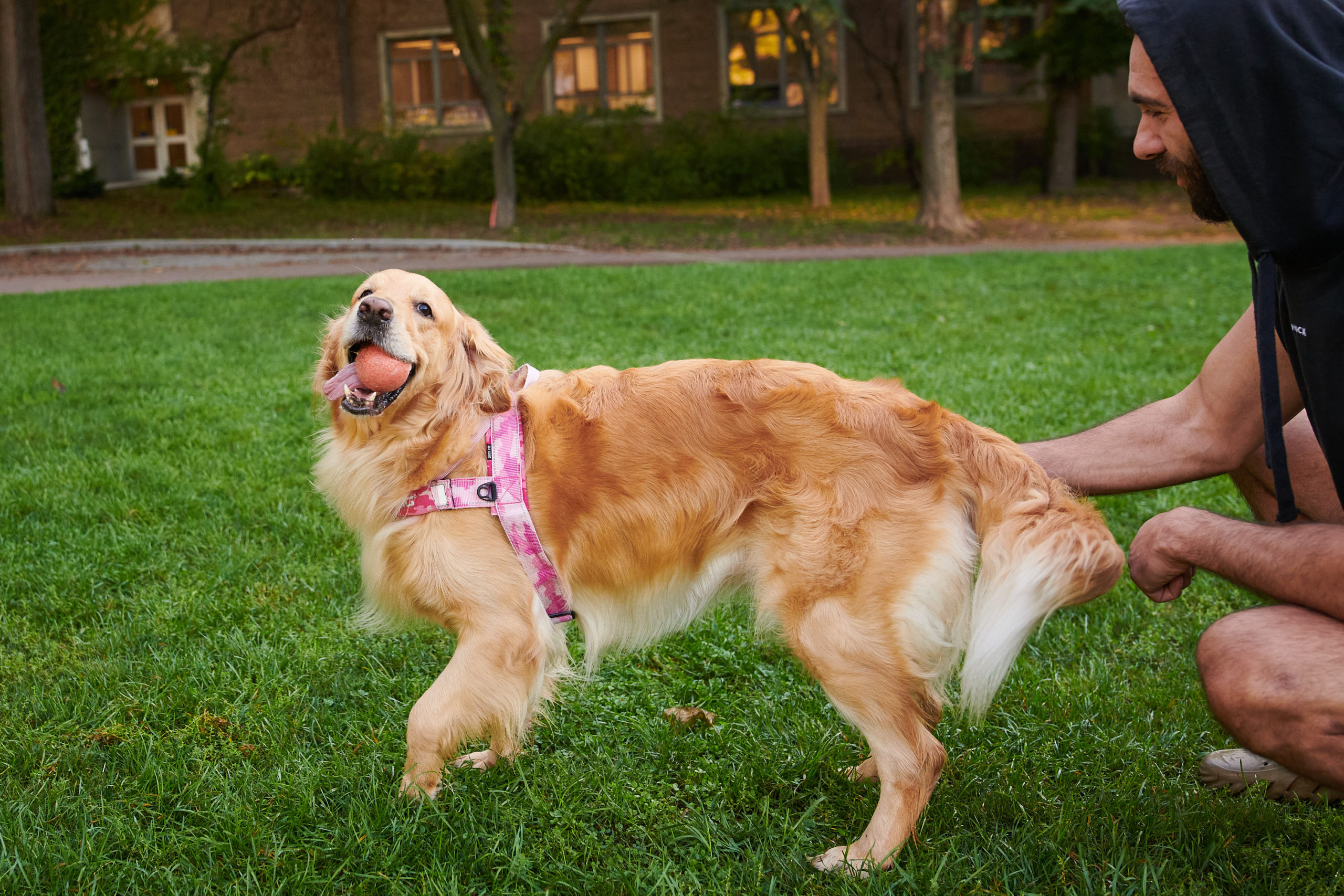 A dog with a ball in its mouth sticks out its tongue while its pet.