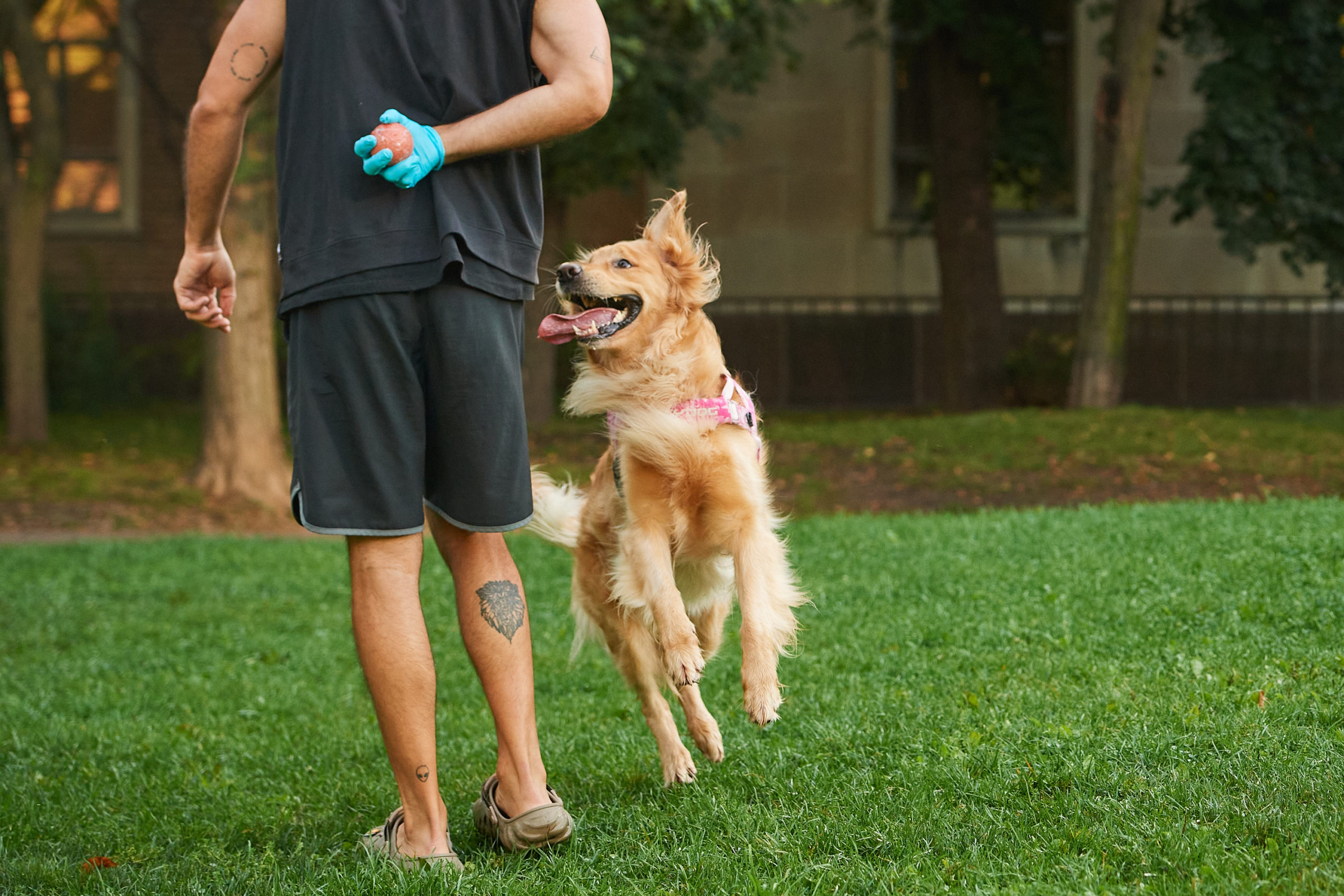 A dog jumps towards its owner while its tongue hangs out of its mouth.