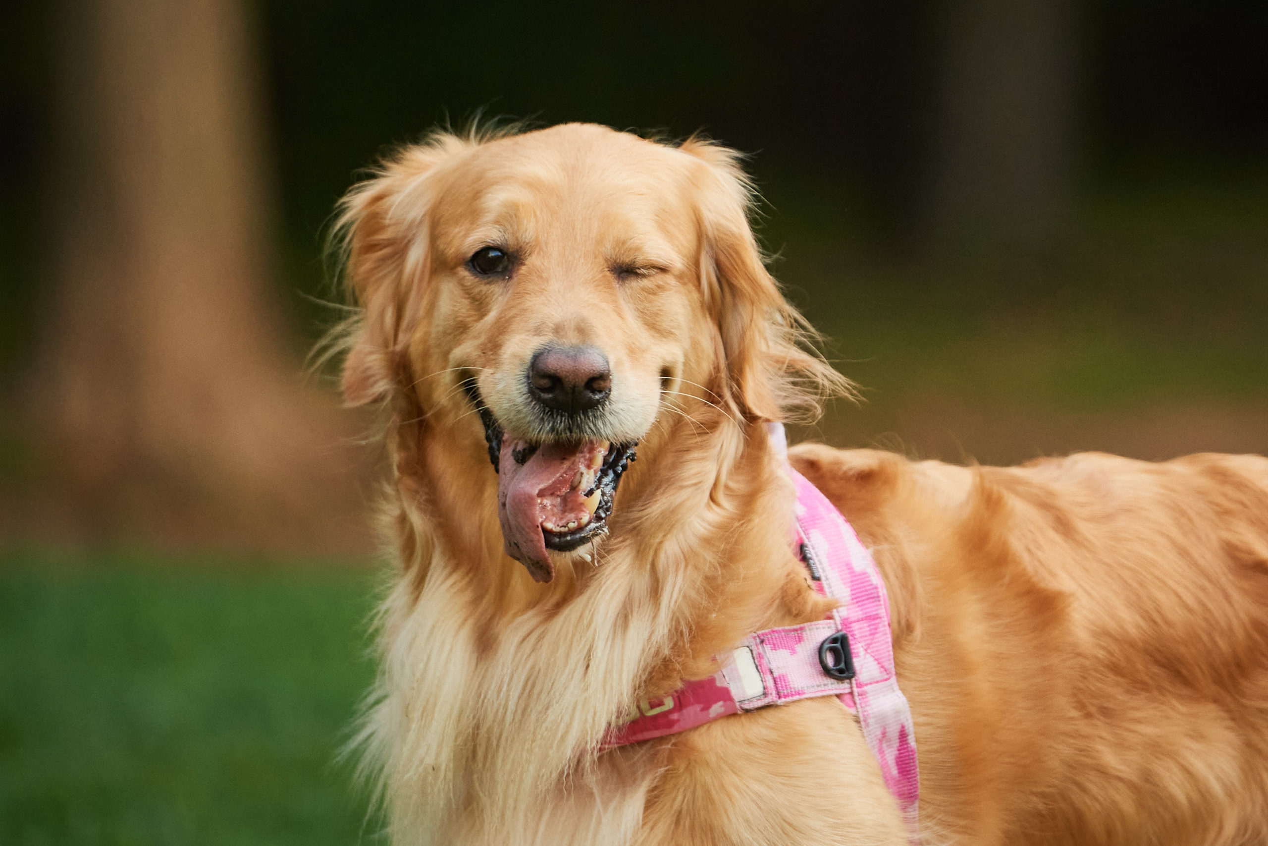 A close shot of a golden retriever winking at the camera.