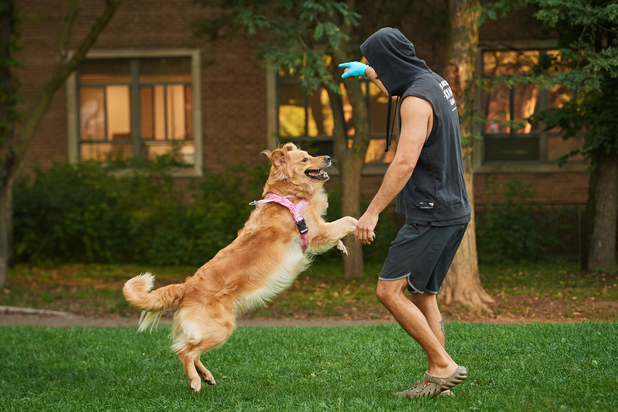 A golden retriever in the air jumps towards its owner.