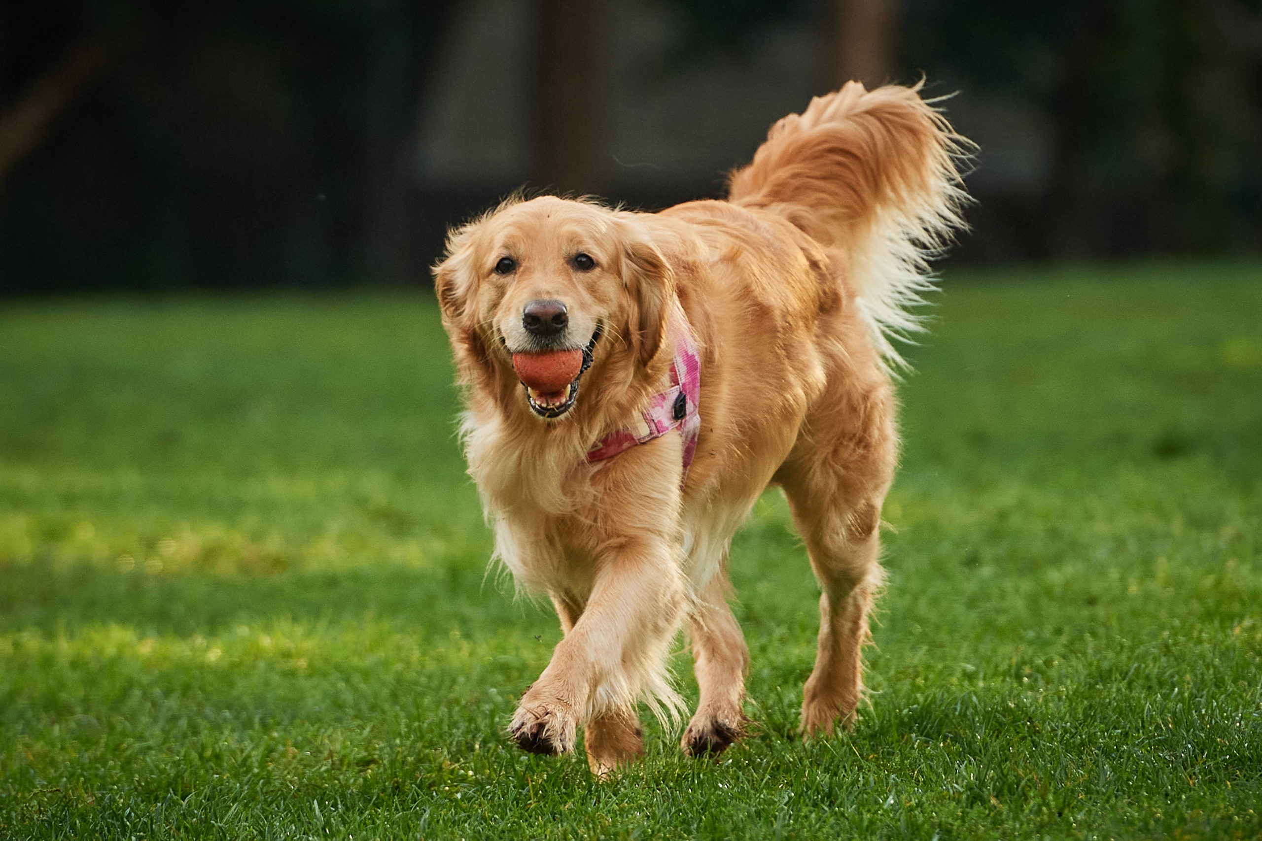 A golden retriever walks towards the camera with a ball in its mouth.