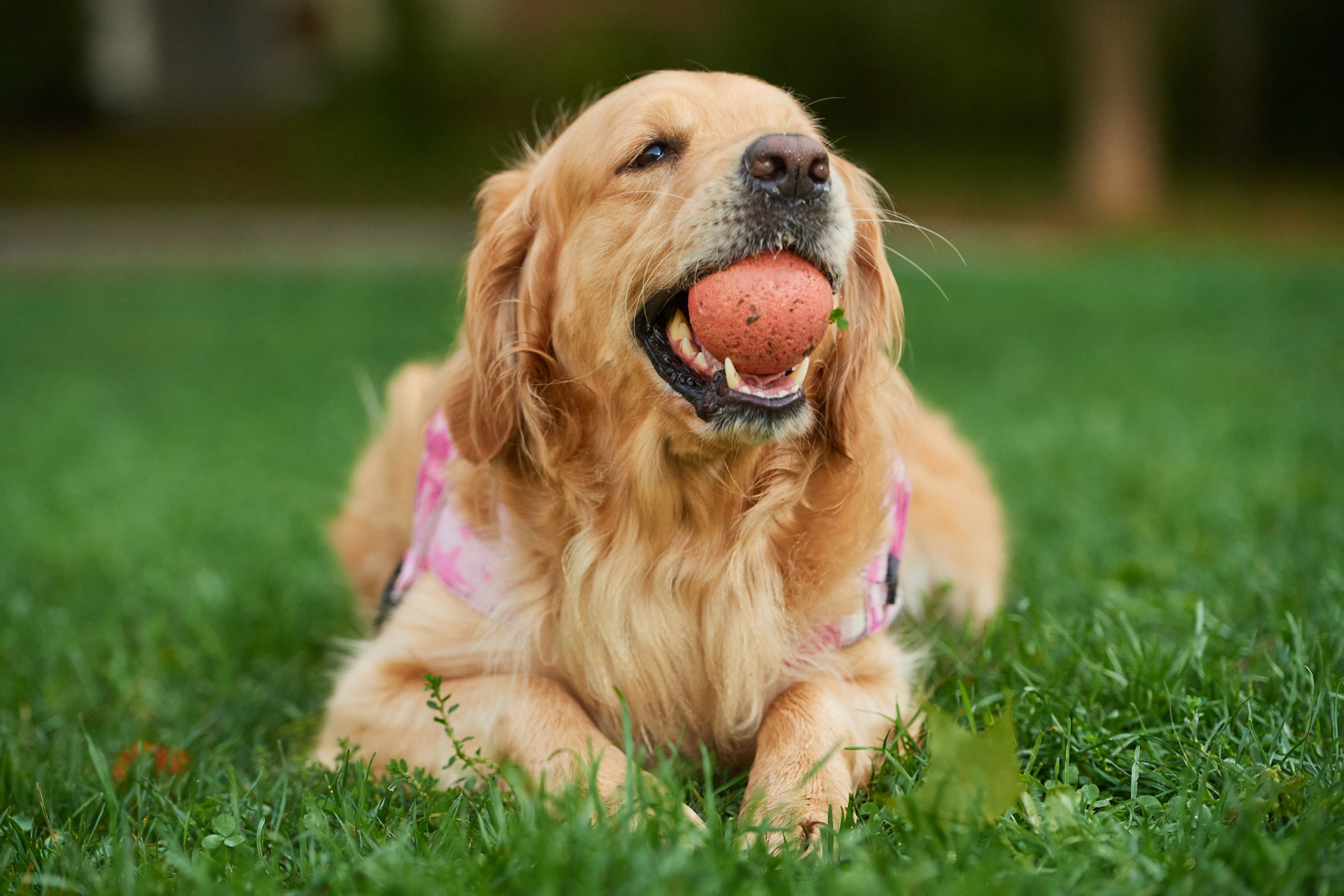 A golden retriever lays in a field biting a ball.