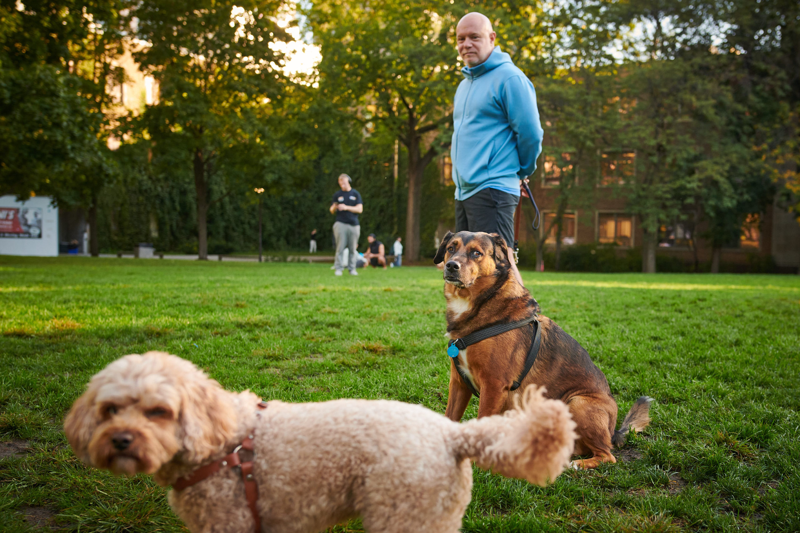 Two dogs sit facing the camera as their owner stands behind them watching.