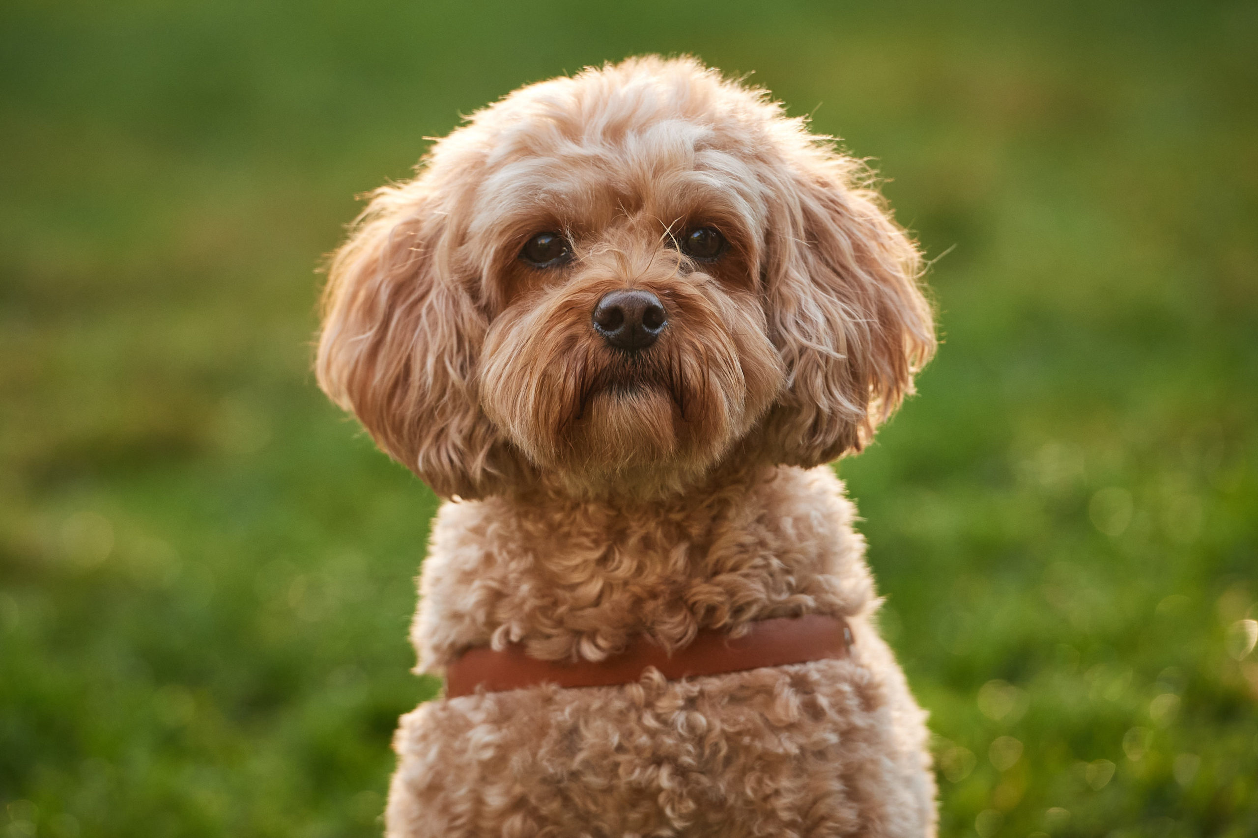 a close up of a small brown dog looking seriously into the camera.