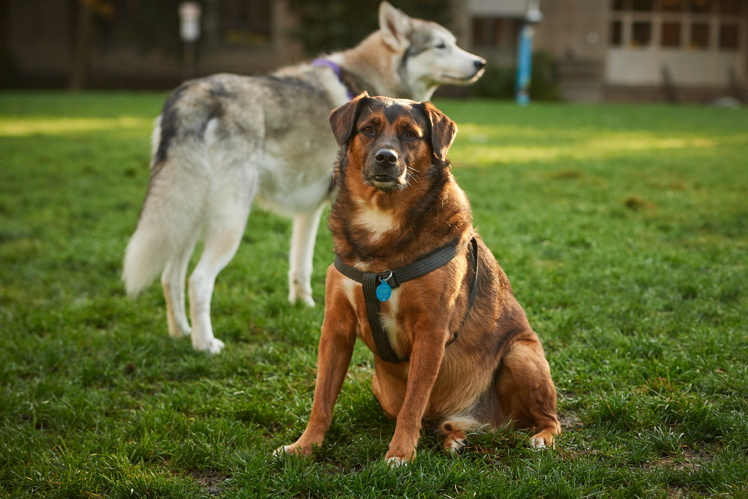 Two large dogs sit in a field.