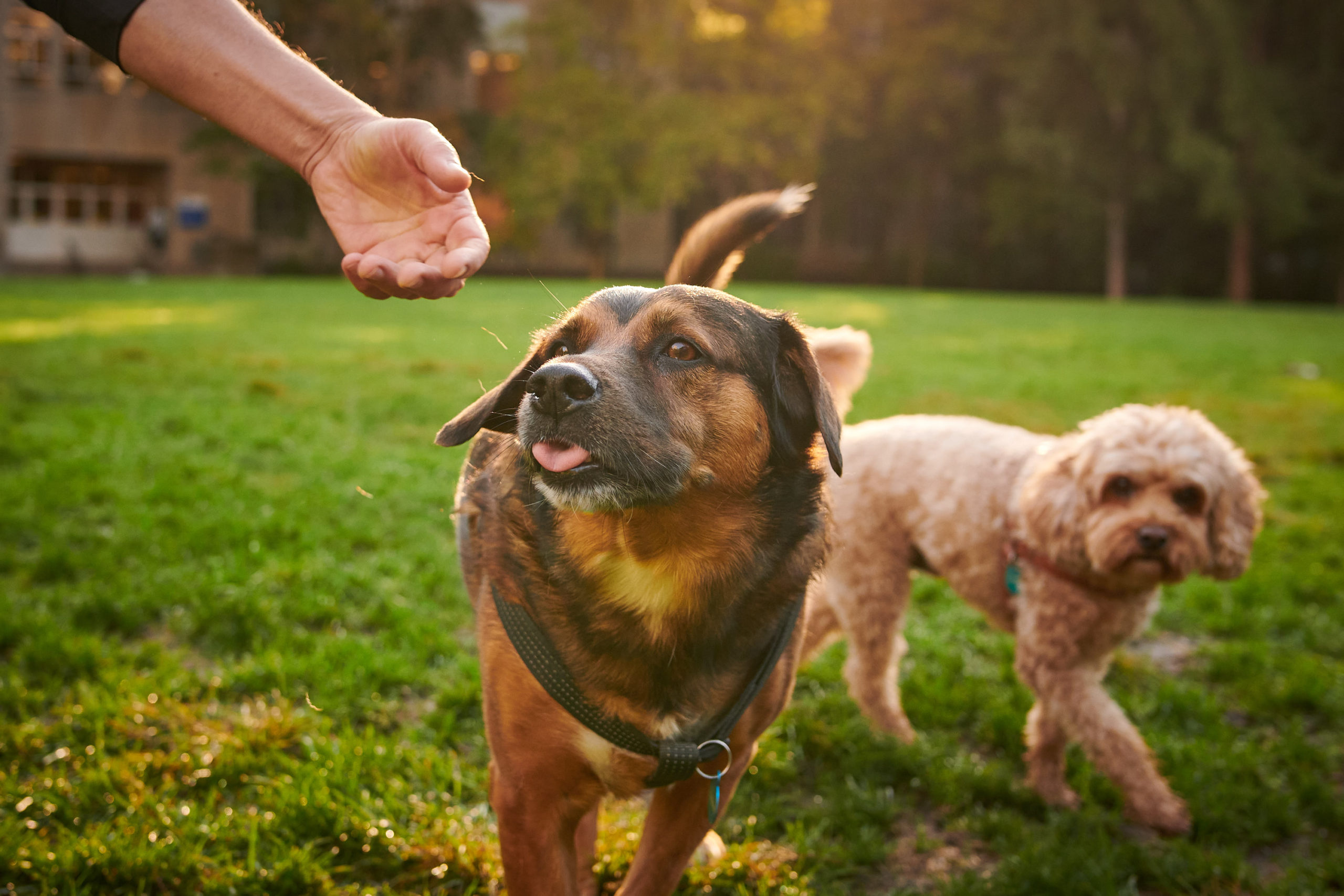 Two dogs walk through a field, a owner's hand is visible.