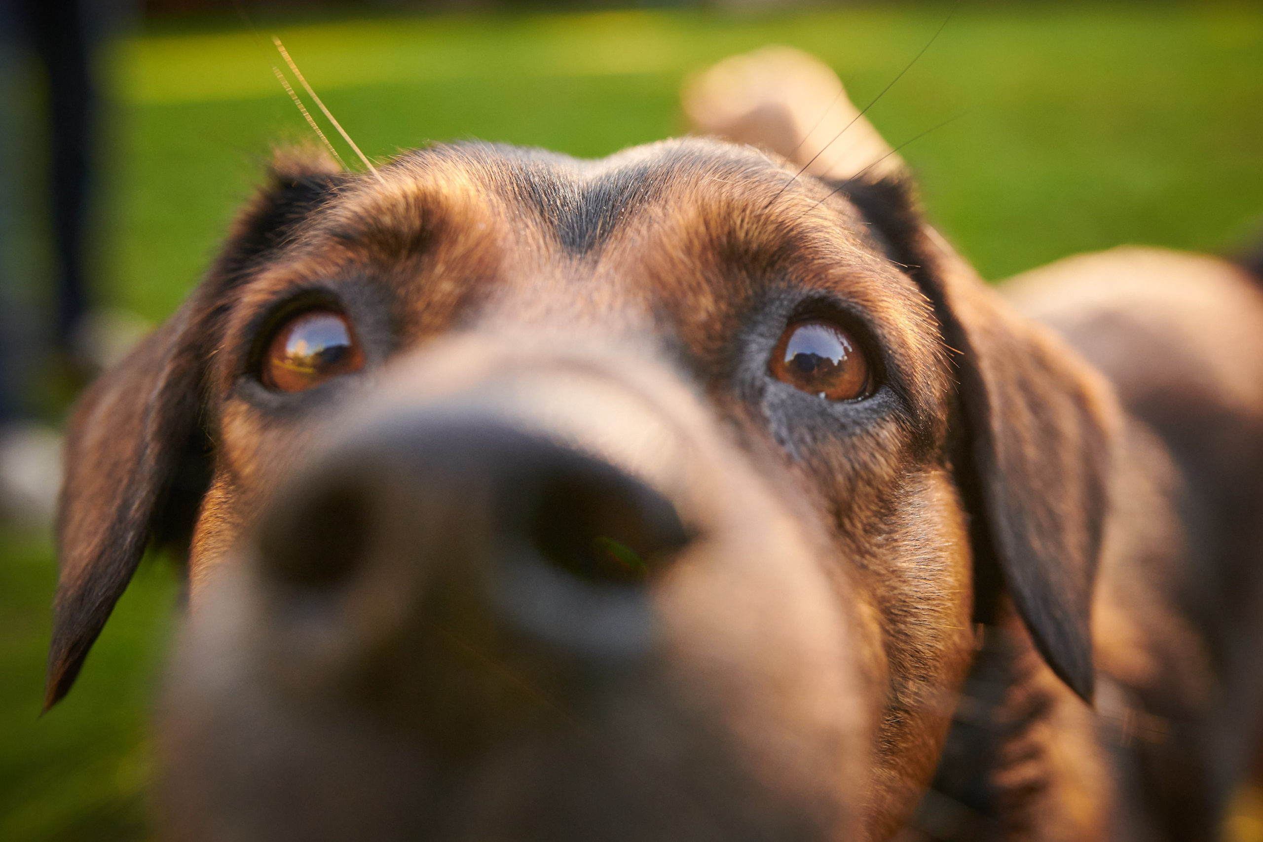 A dog smells the camera lens with curiosity.