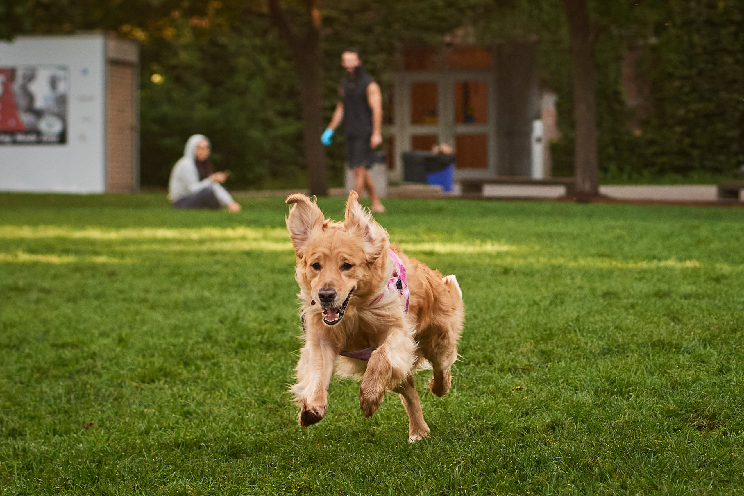 A golden retriever runs through a park field, looking happy.