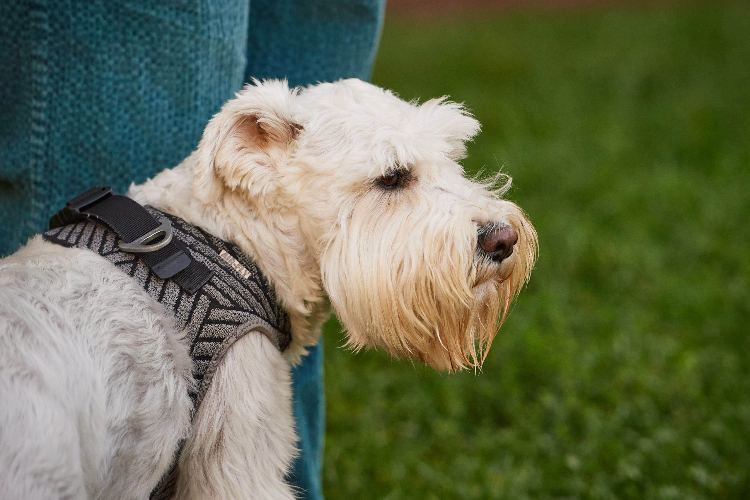 A close up shot of a dog staring off into the distance.