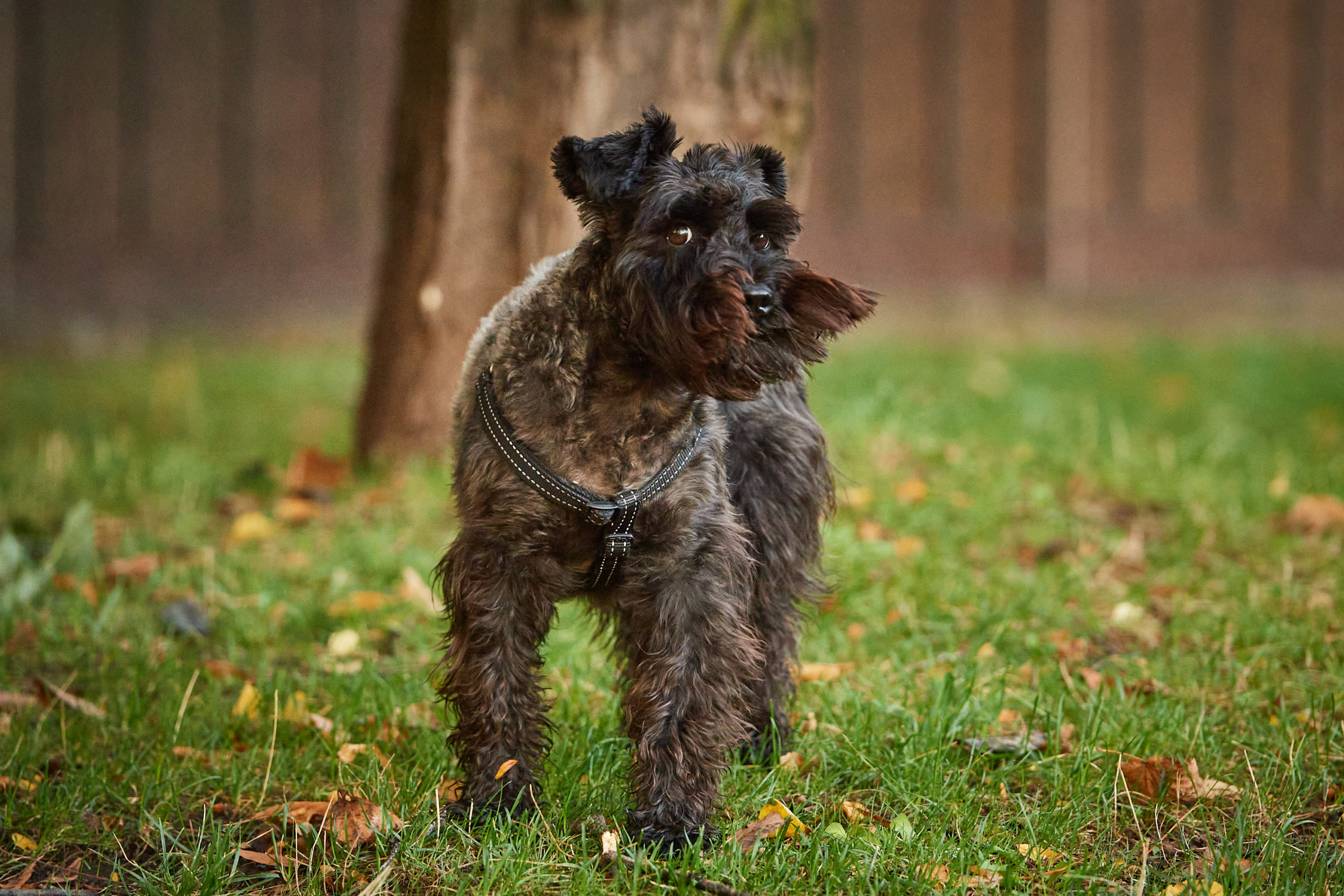 A dog stands in a park field looking towards the camera.