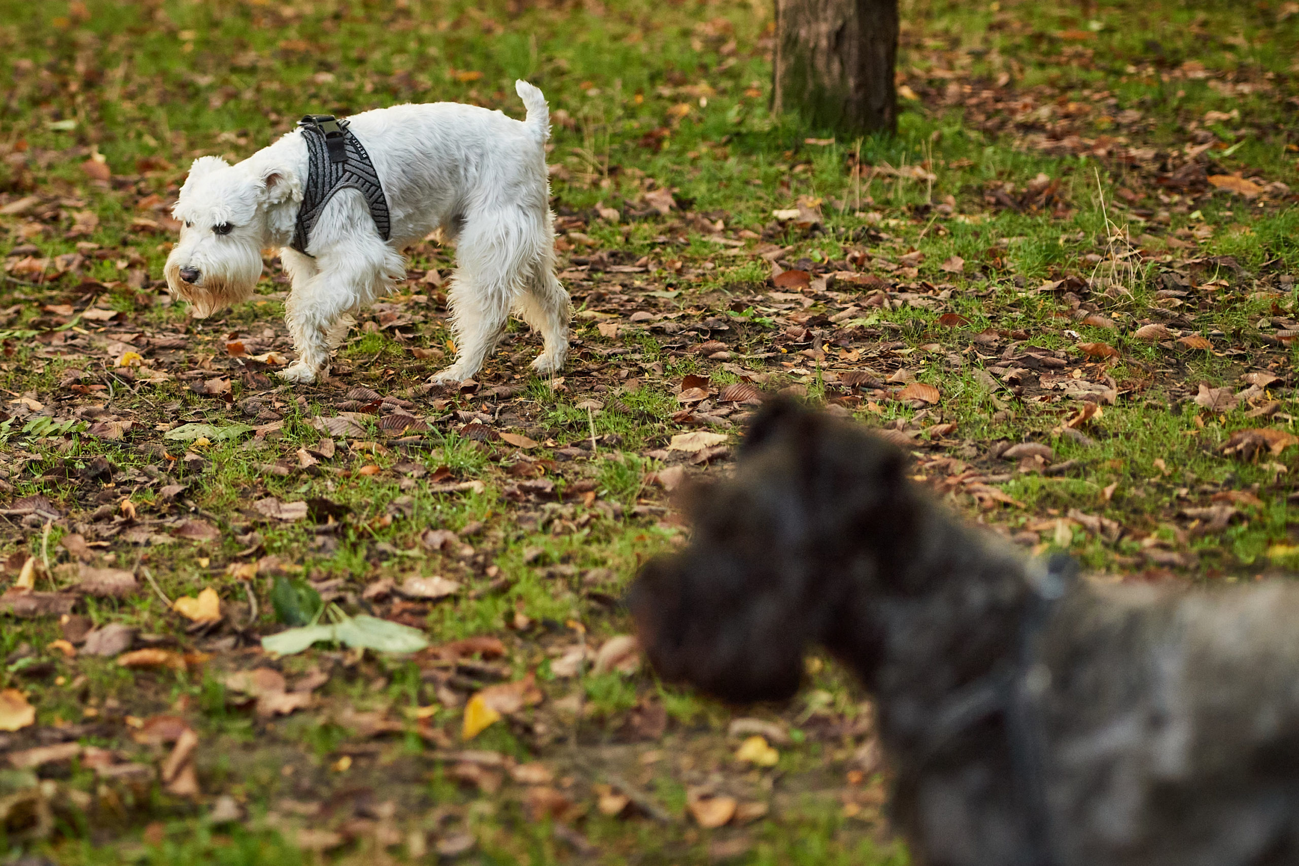 Two dogs sniff around the ground in a park field.