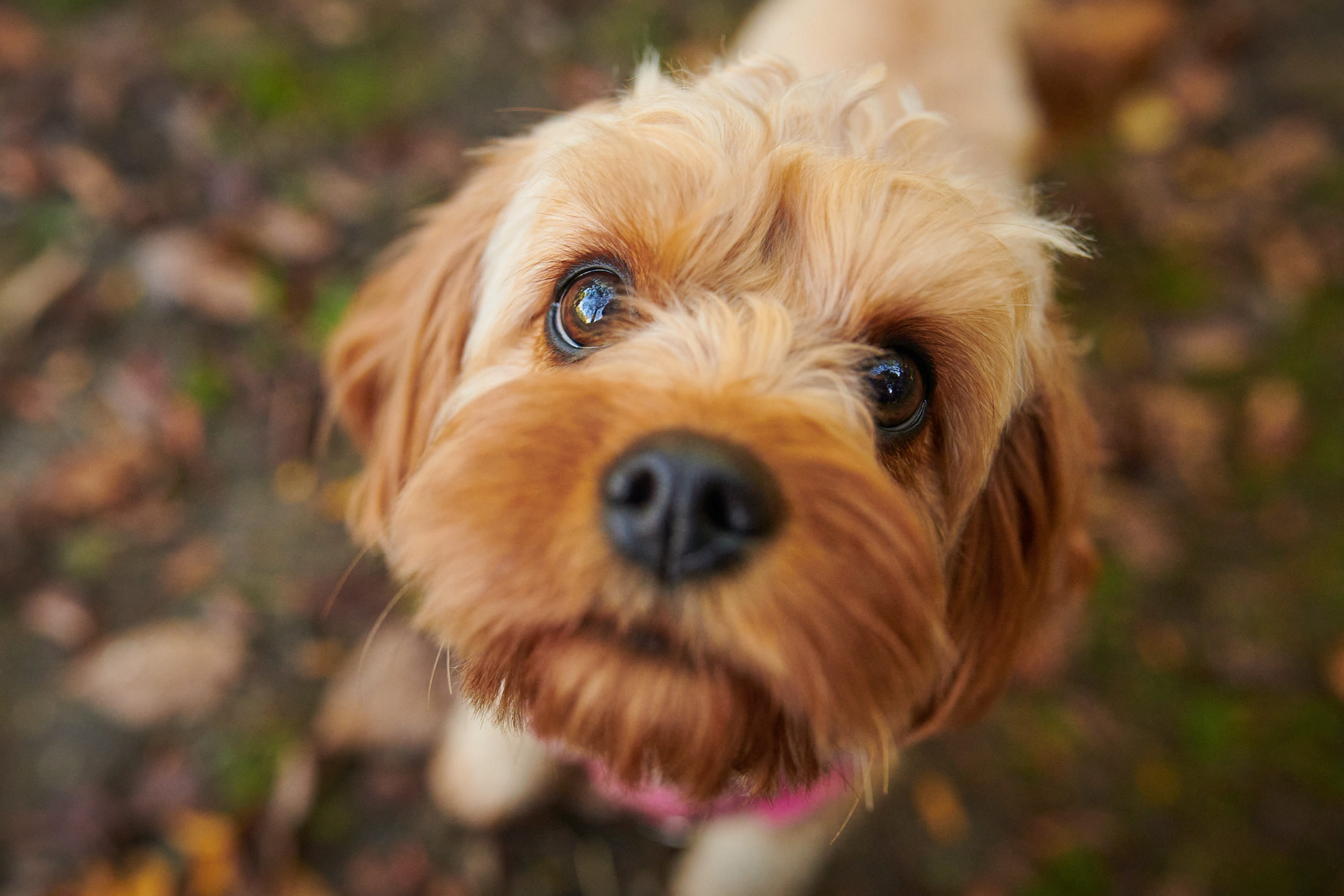 A close up shot of a small dog.