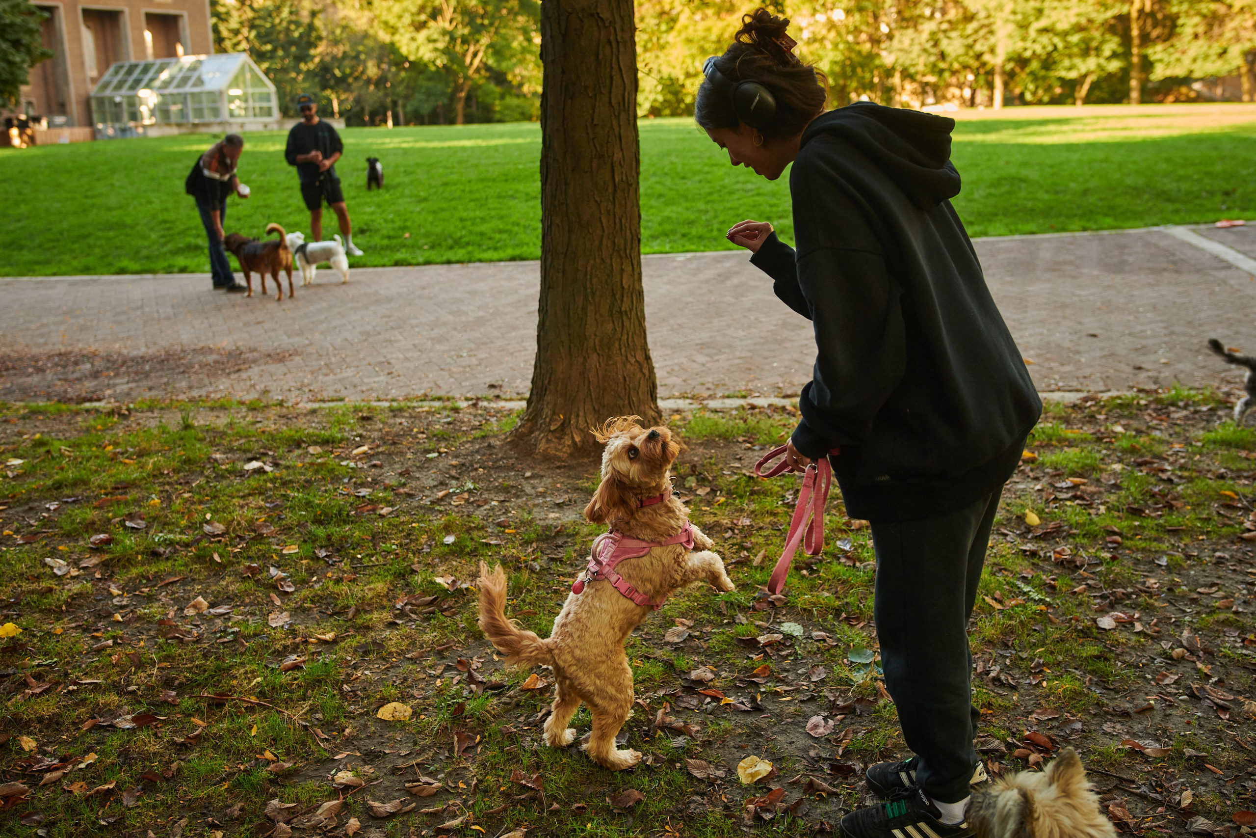 A dog owner prepares to feed their dog in a park field.