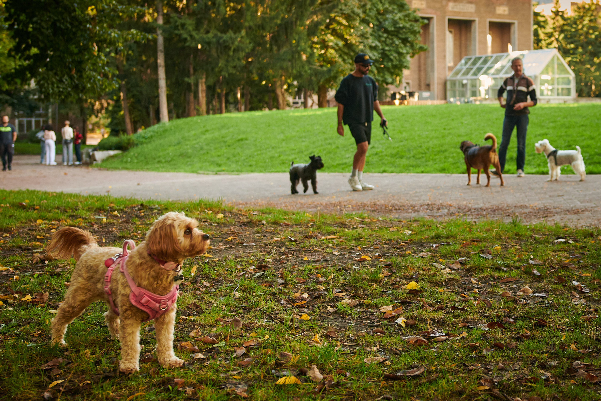 A small dog stands on the grass in a park, with other park visitors in the background.