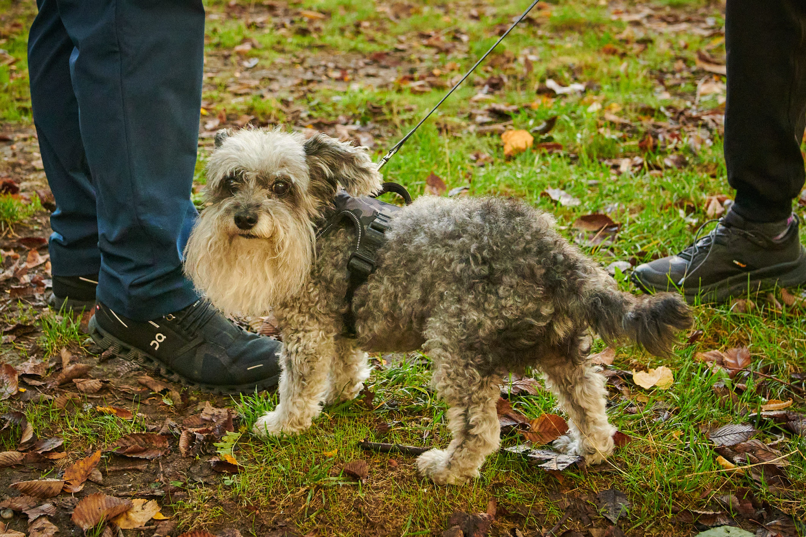 An old dog stands on the grass, with the shoes of two people visible.