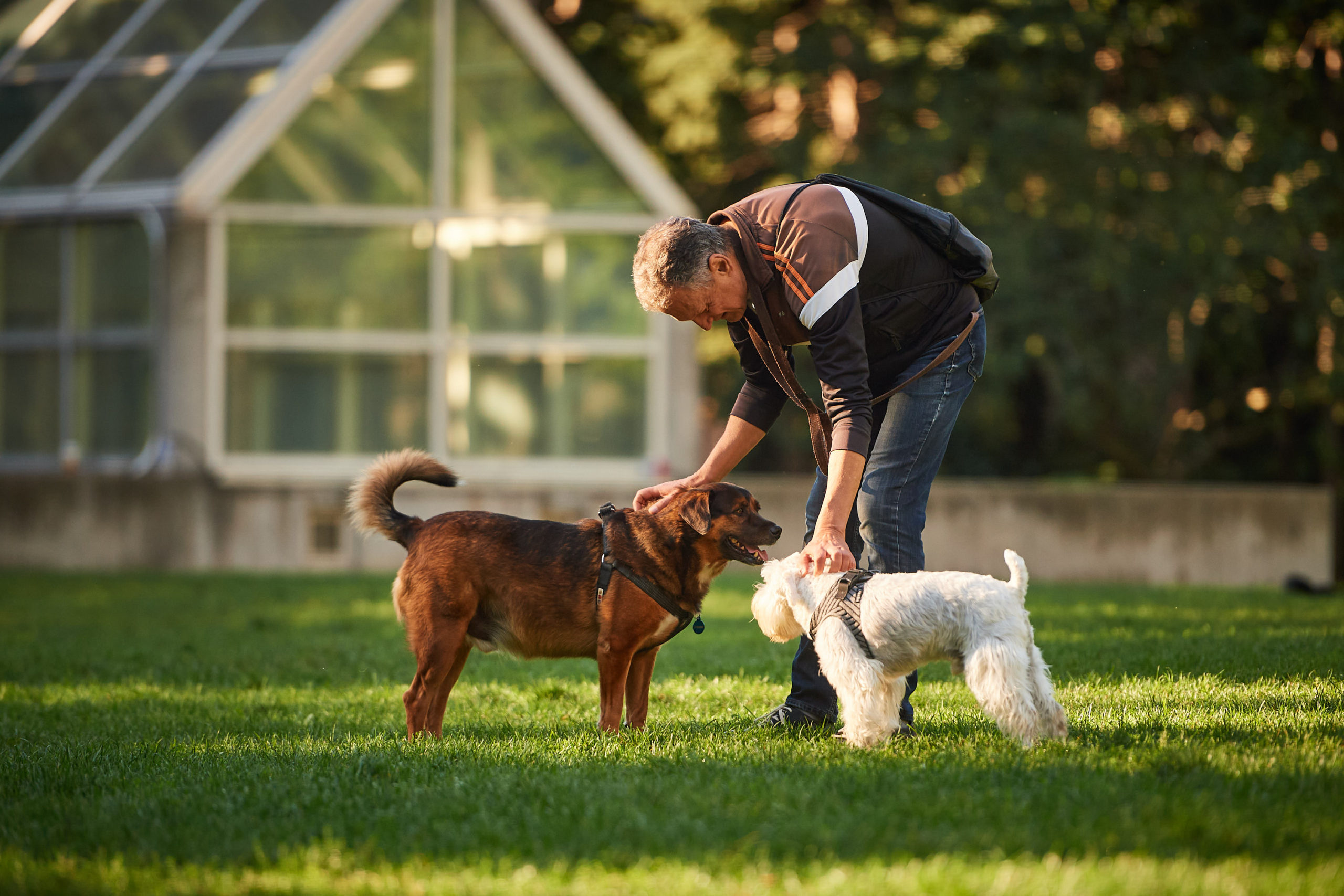 A dog owner bends over to pet their two dogs.