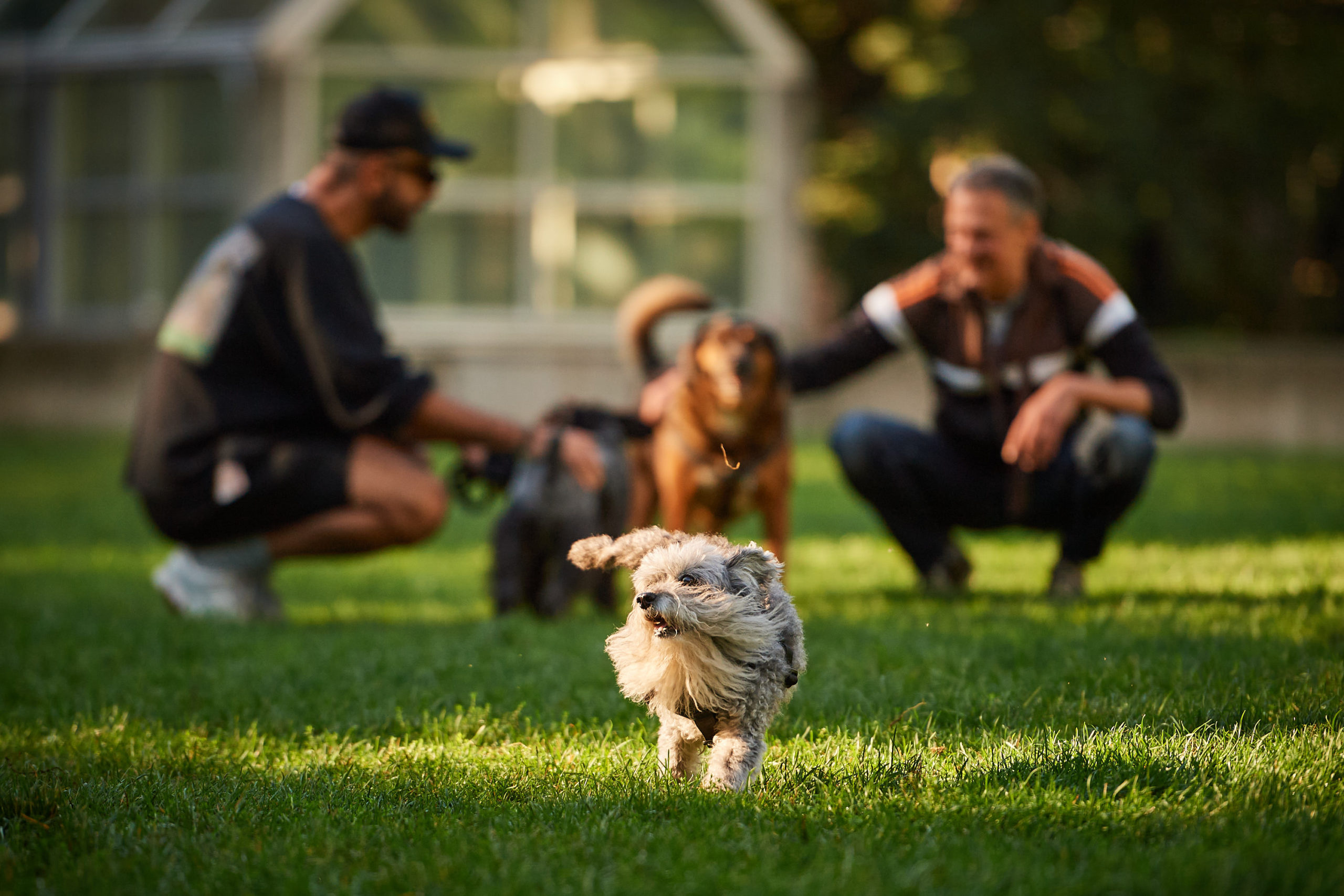 A dog runs along the grass. In the background, other dogs and people are blurry in the background.