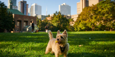 A small dog stands in an open park field, holding a ball in it's mouth.