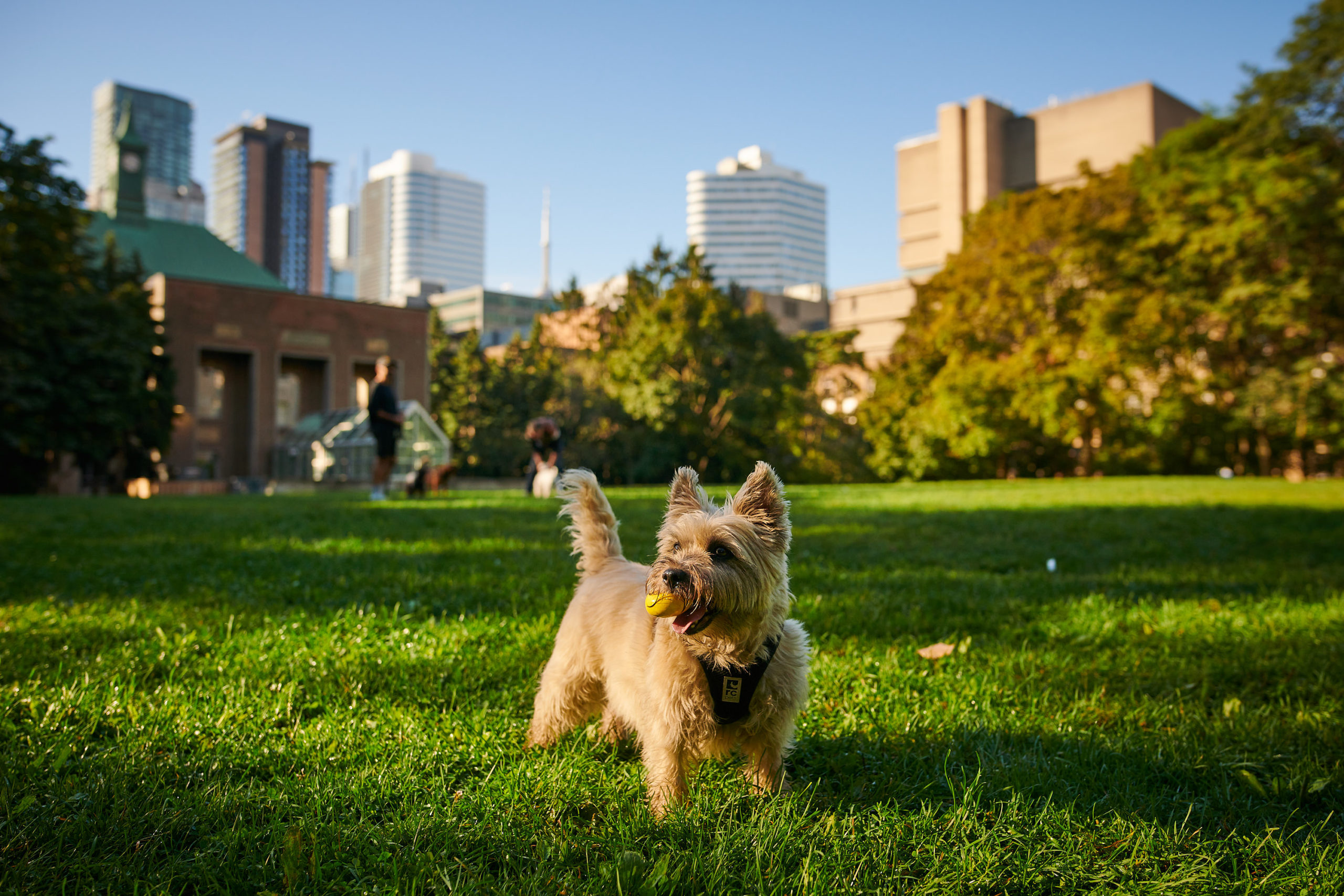 A small dog stands in an open park field, holding a ball in it's mouth.