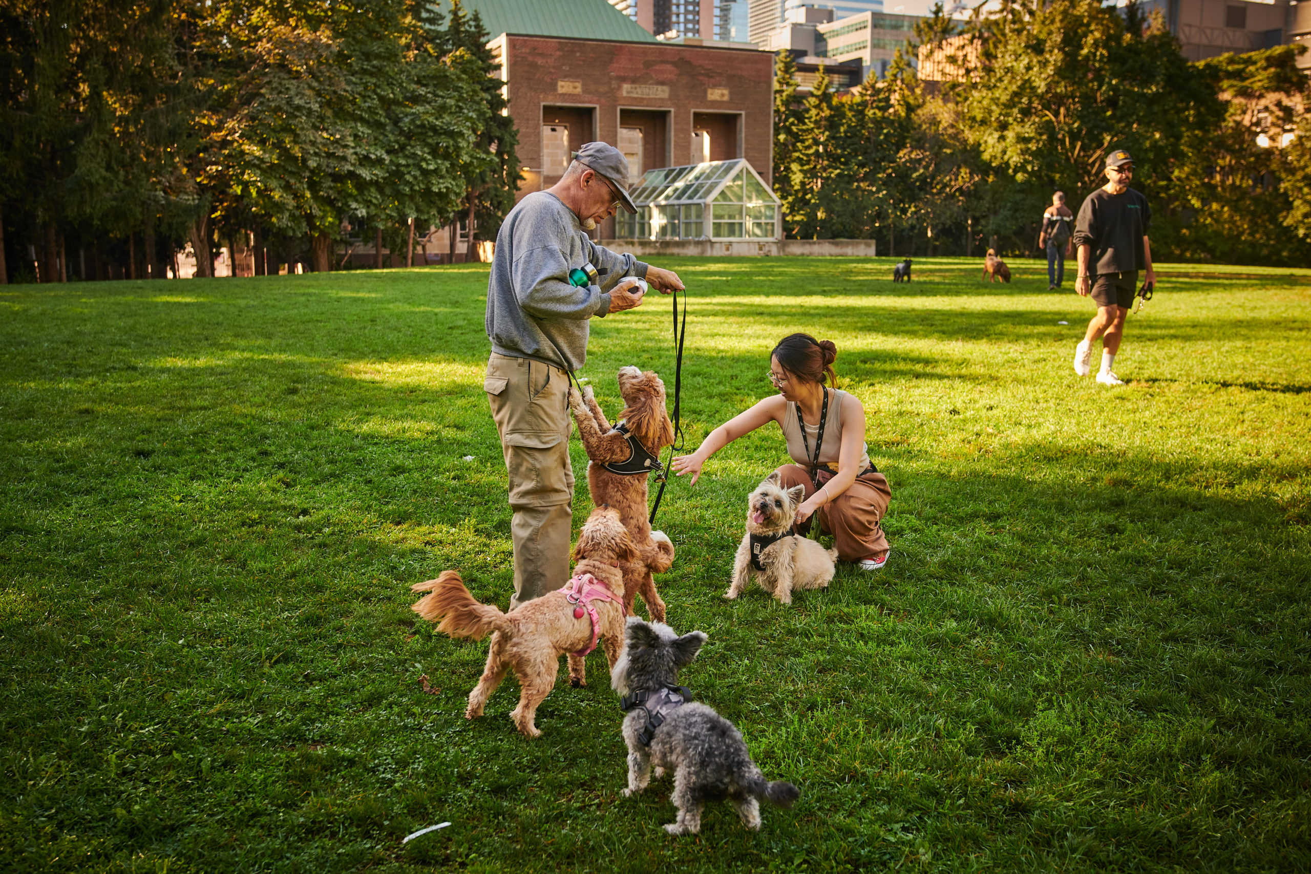 Various dogs play in an open field with their owners.