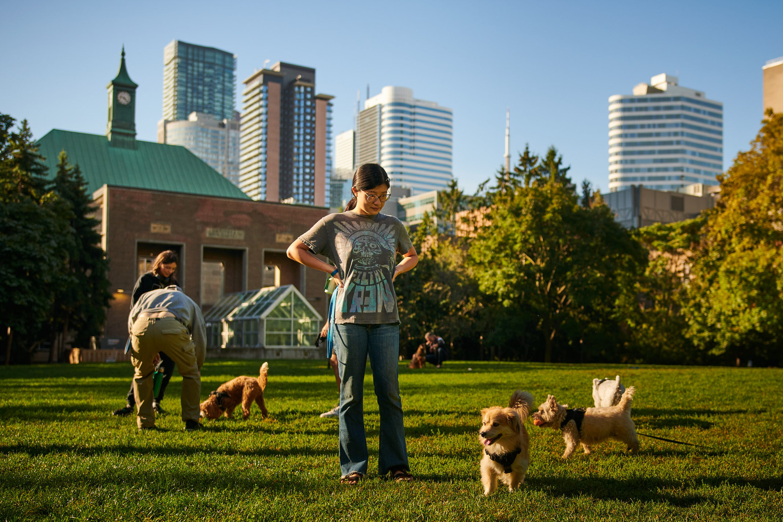 Dogs play in an open field., with their owners watching.