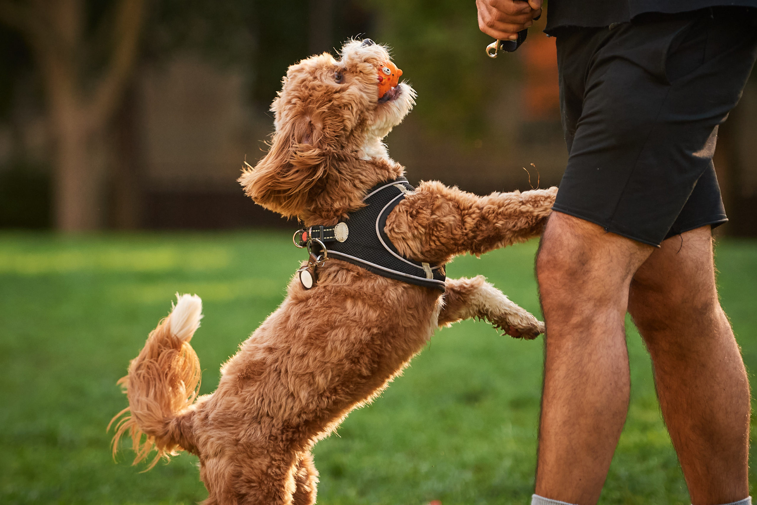 A dog stands on its back legs pawing at someone while holding a ball in its mouth.