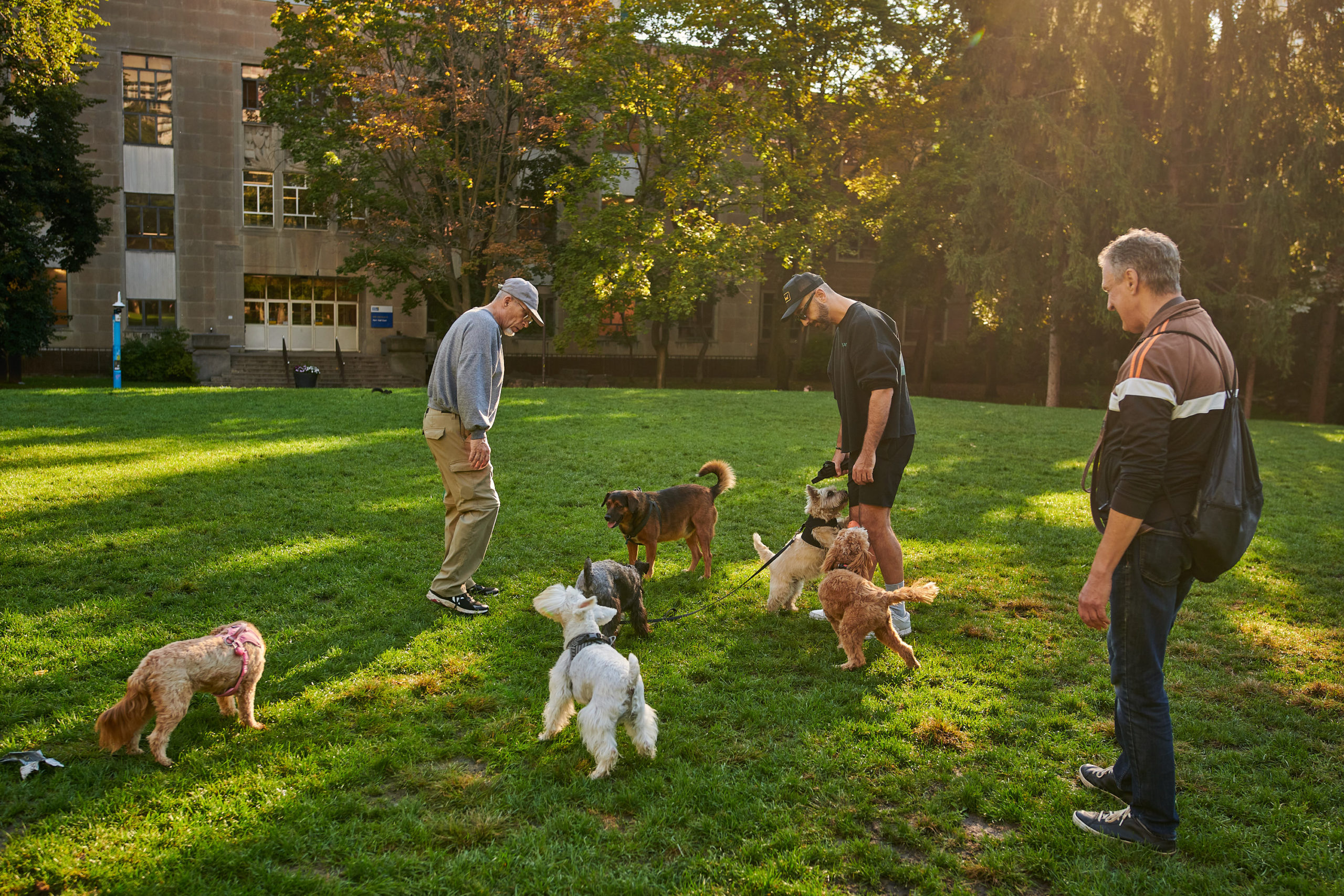 A group of dogs plays in an open field with their owners.