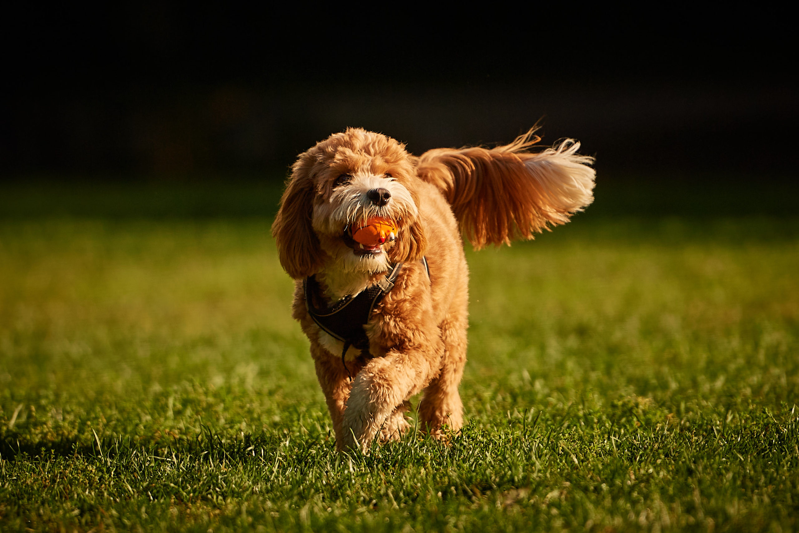 A dog runs through a field holding an orange ball in it's mouth.