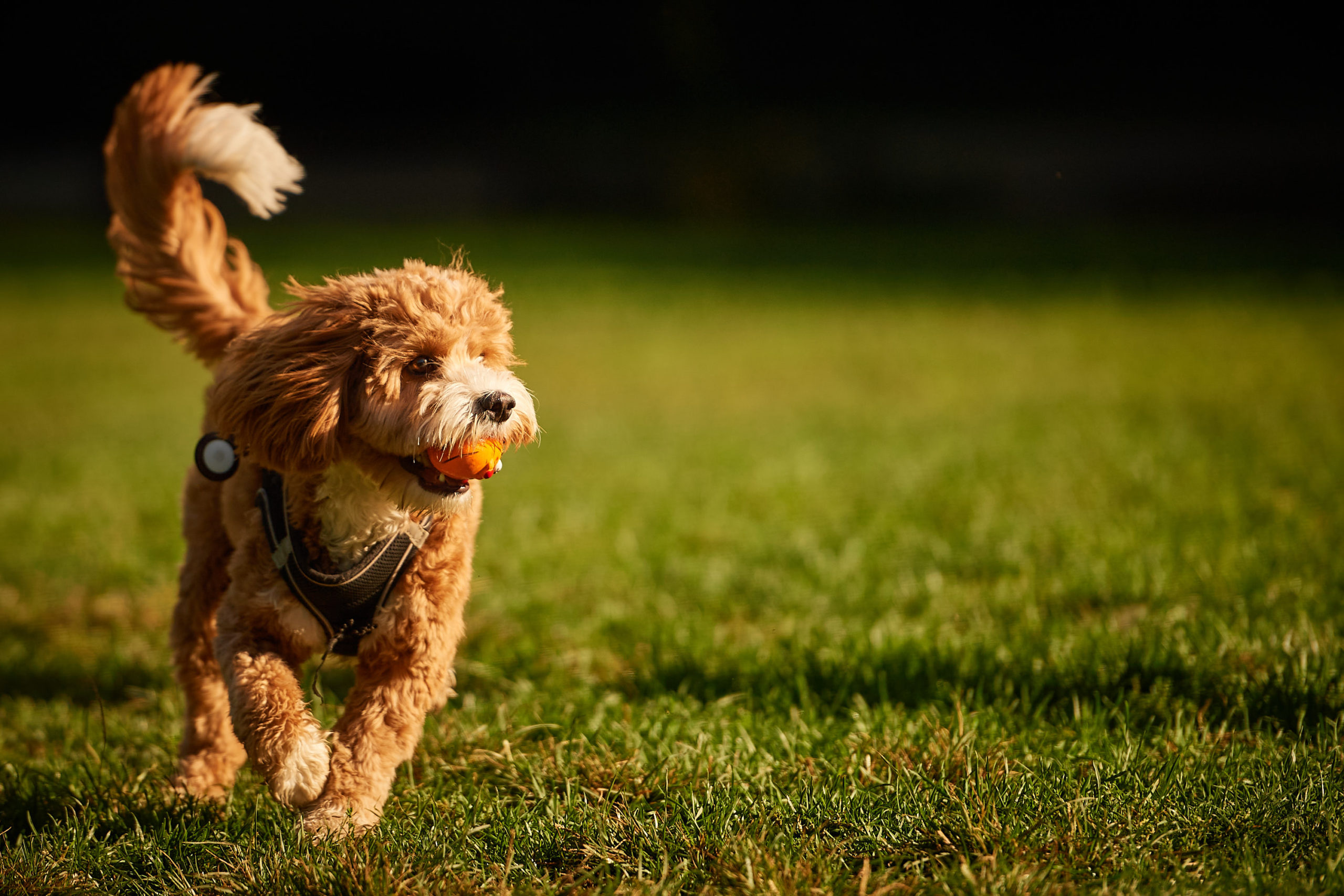 A dog runs through a field holding an orange ball in it's mouth.