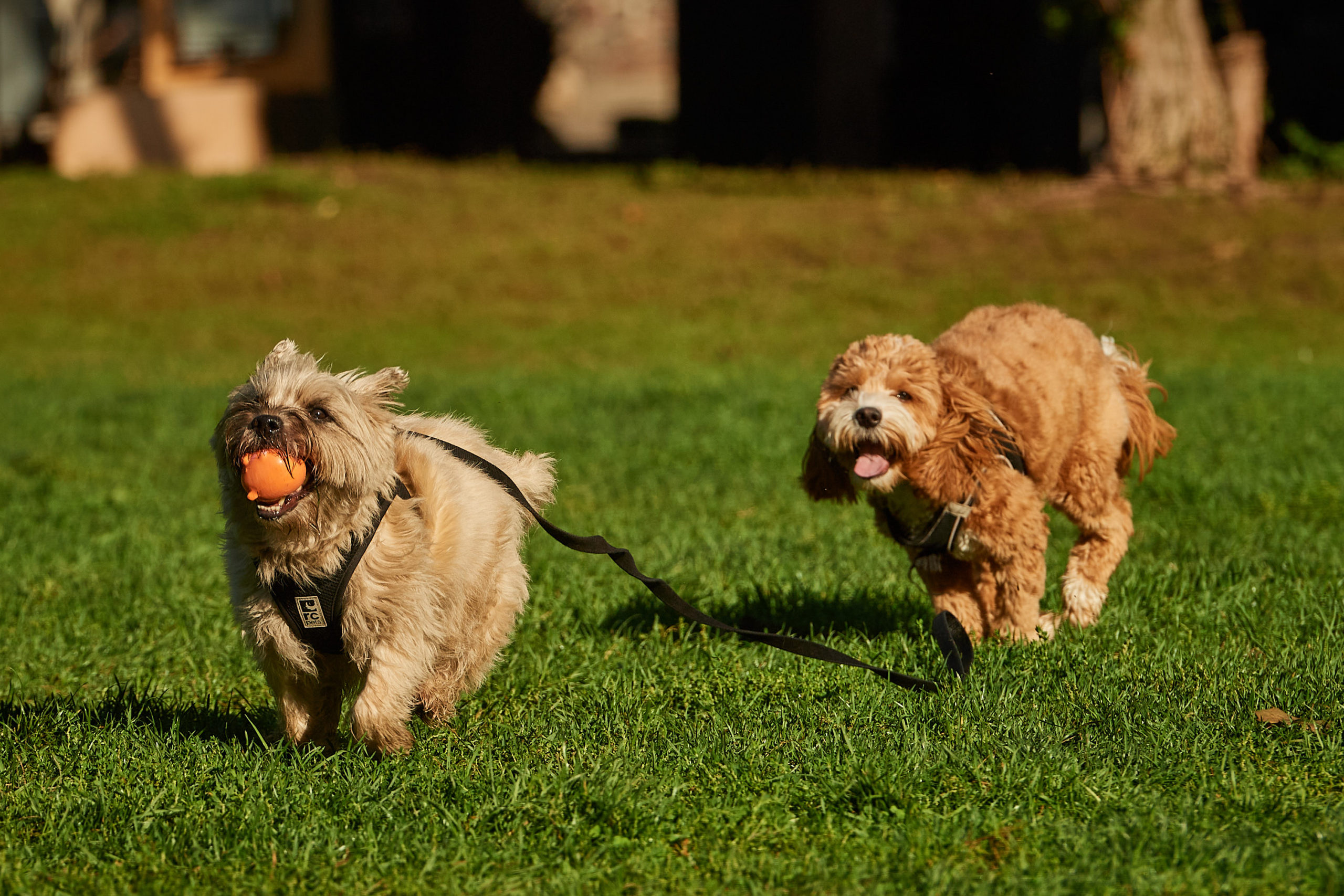 Two dogs chase after each other in a park field, with one holding a ball in their mouth.