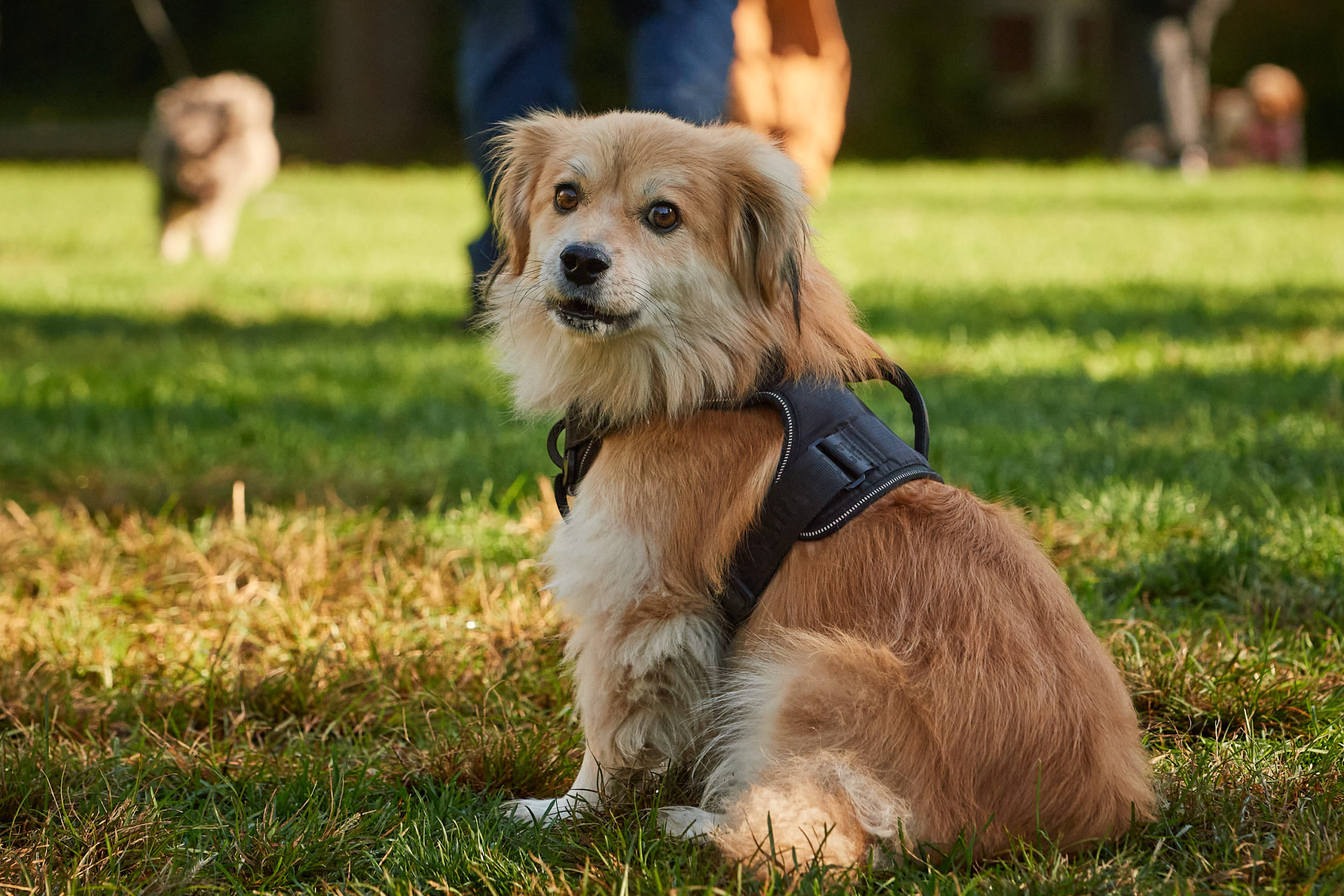 A small dog stares towards the camera, sitting still in a field of grass.