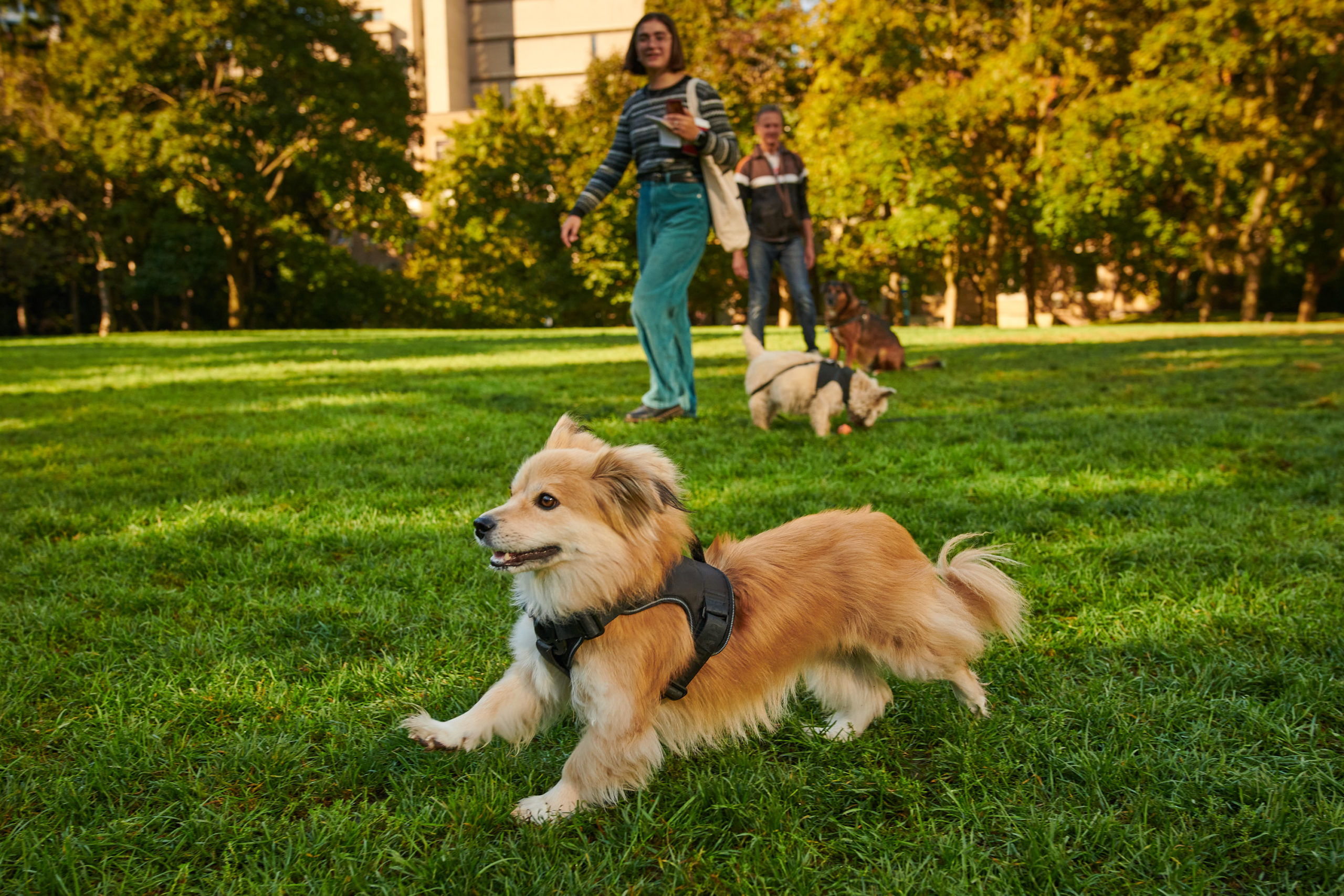 A dog runs through a field with two people watching from behind him.