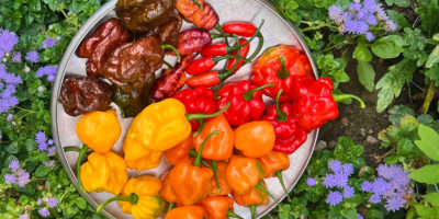 An image of an assorted bowl of peppers sitting over a bed of plants..