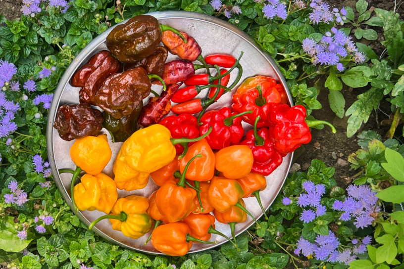 An image of an assorted bowl of peppers sitting over a bed of plants..