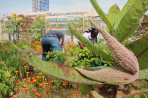 An image of a rooftop garden, with two gardeners tending to the plants. One plant blocks half the image.