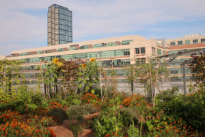 A wide shot of a rooftop garden.