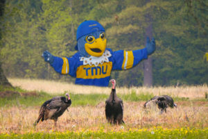 An edit of Frankie overlooking a field of Turkeys