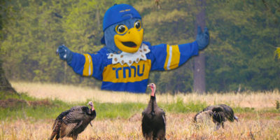 An edit of Frankie overlooking a field of Turkeys