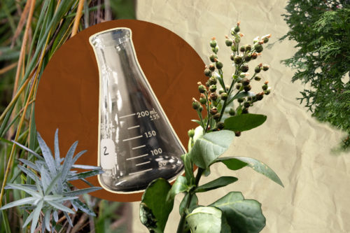 Collage of cedar, sweetgrass, sage and tobacco along with a beaker on a white background with a paper texture. There is an orange circle behind the beaker.
