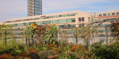 A photo from the rooftop garden at the Daphne Cockwell Complex.